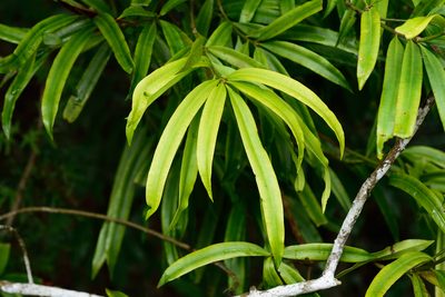Podocarpus nakaii, photographed by 國立臺灣博物館