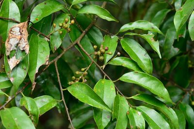 Prunus phaeosticta, photographed by 國立臺灣博物館