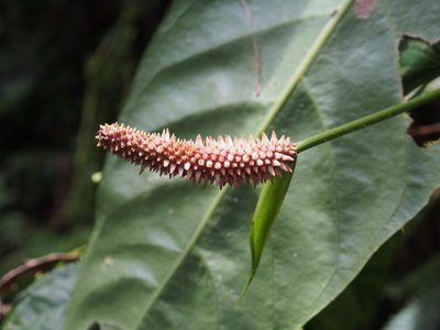 Anthurium consobrinum, photographed by Lena Struwe