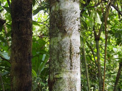 Bactris gasipaes, photographed by Lena Struwe