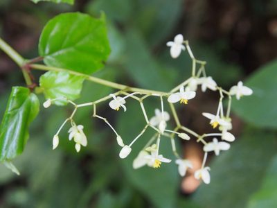 Begonia glabra, photographed by Lena Struwe