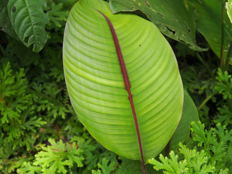 Heliconia imbricata, photographed by Lena Struwe