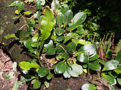 Peperomia obtusifolia, photographed by Lena Struwe