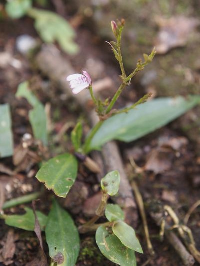 Dianthera comata, photographed by Lena Struwe