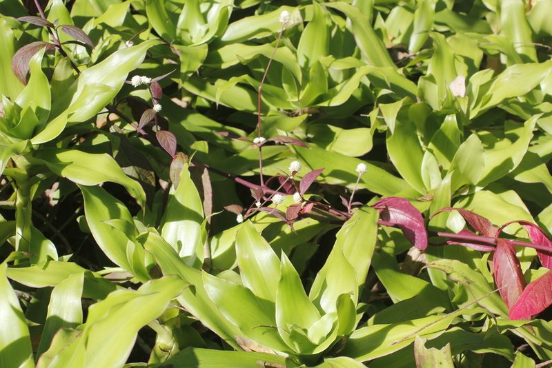 Alternanthera lanceolata, photographed by Juan Cruzado Cortés