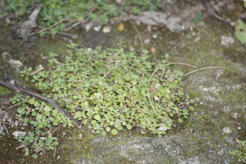 Pilea herniarioides, photographed by Juan Cruzado Cortés
