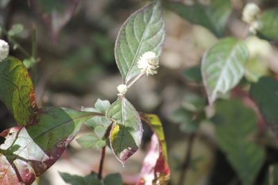 Alternanthera lanceolata, photographed by Juan Cruzado Cortés
