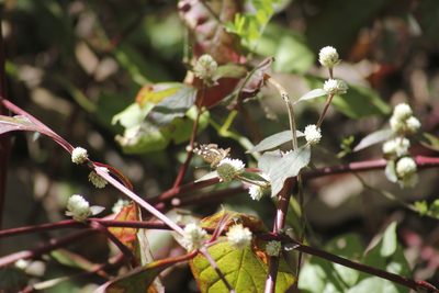 Alternanthera lanceolata, photographed by Juan Cruzado Cortés