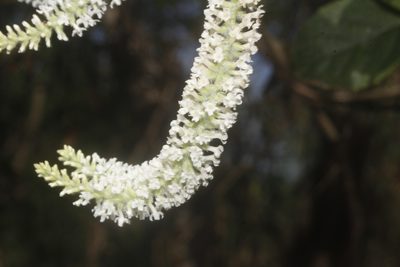 Aloysia virgata, photographed by Juan Cruzado Cortés