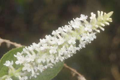 Aloysia virgata, photographed by Juan Cruzado Cortés