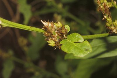 Celosia virgata, photographed by Juan Cruzado Cortés