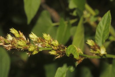 Celosia virgata, photographed by Juan Cruzado Cortés
