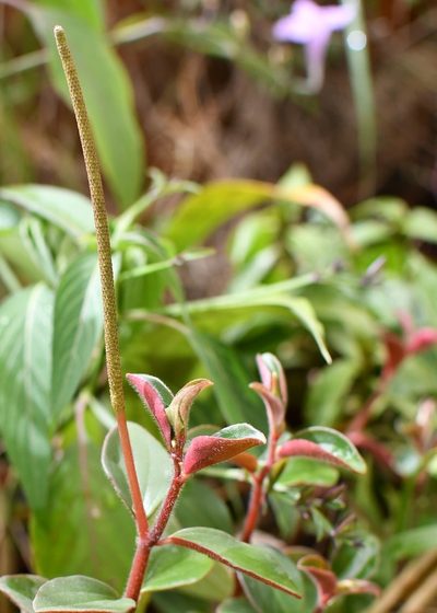 Peperomia consoquitlana, photographed by Neptalí Ramírez Marcial