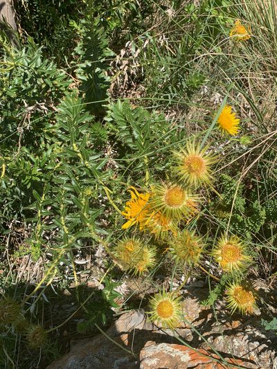 Berkheya seminivea, photographed by Matthew Fainman