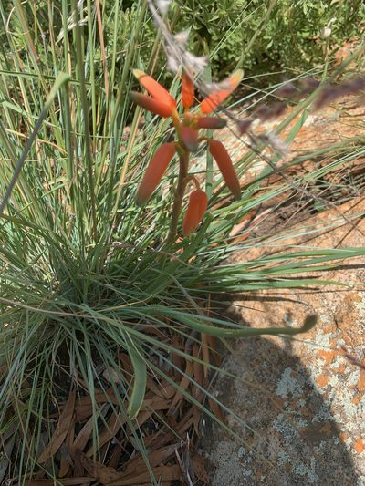 Aloe verecunda, photographed by Matthew Fainman