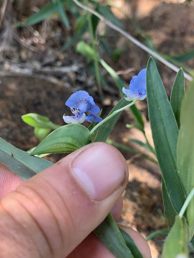 Commelina eckloniana, photographed by Matthew Fainman