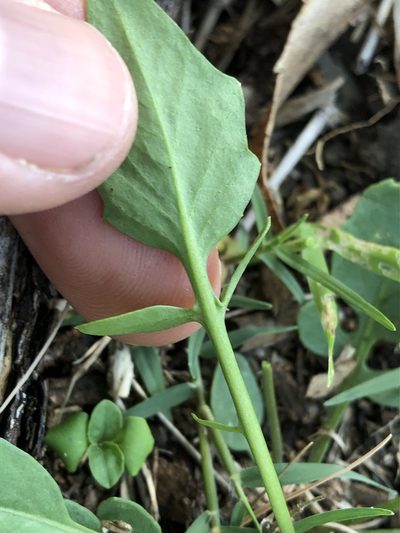 Rorippa laciniata, photographed by Greg Tasney