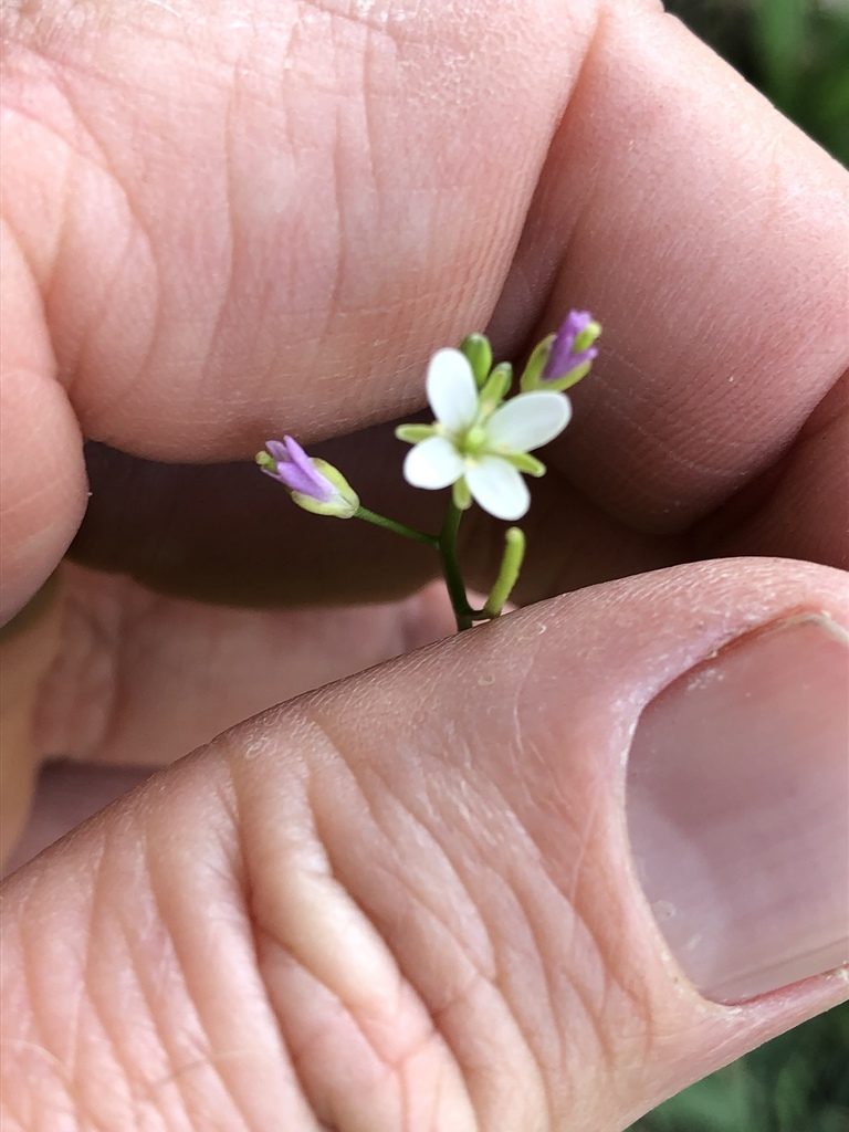 Rorippa laciniata, photographed by Greg Tasney