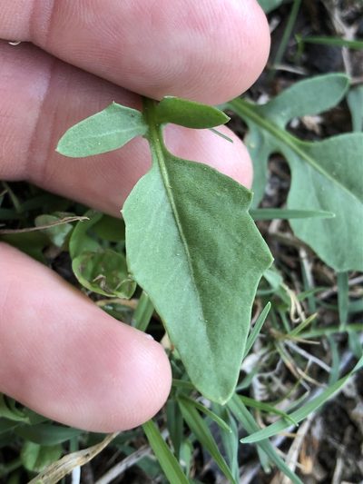 Rorippa laciniata, photographed by Greg Tasney