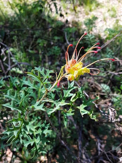 Grevillea bipinnatifida, photographed by T. Hammer