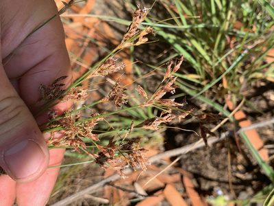 Bulbostylis burchellii, photographed by Matthew Fainman