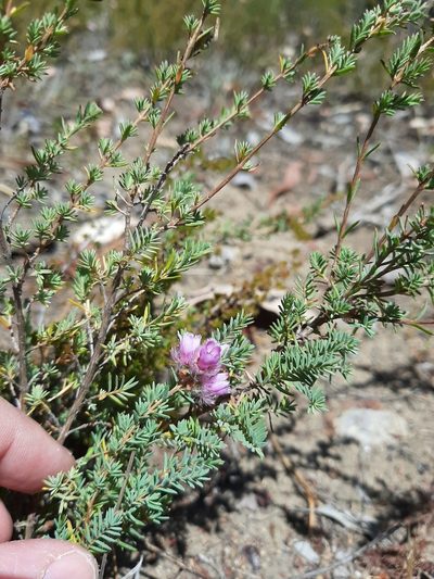 Verticordia pennigera, photographed by T. Hammer