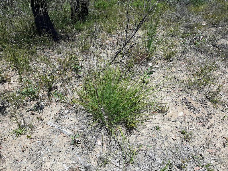 Mesomelaena tetragona, photographed by T. Hammer