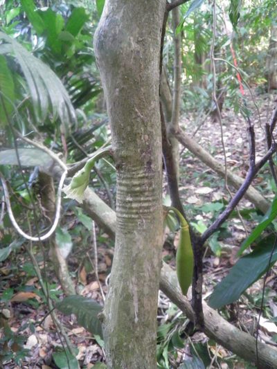 Amphitecna tuxtlensis, photographed by Leonardo O. Alvarado Cárdenas