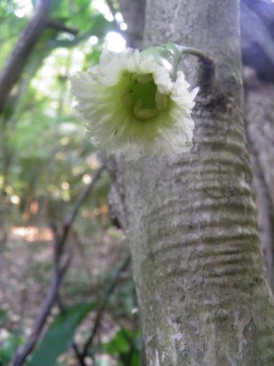 Amphitecna tuxtlensis, photographed by Leonardo O. Alvarado Cárdenas