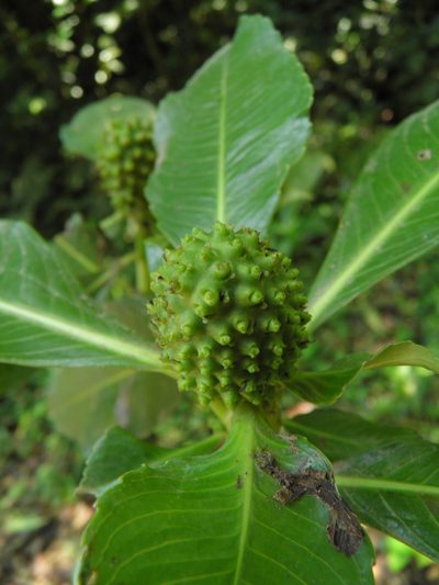 Hedyosmum mexicanum, photographed by Leonardo O. Alvarado Cárdenas