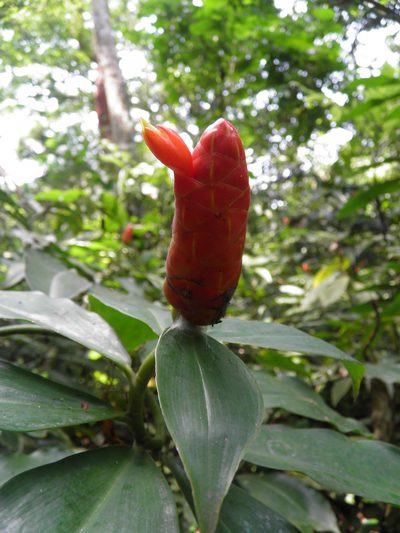 Costus scaber, photographed by Leonardo O. Alvarado Cárdenas