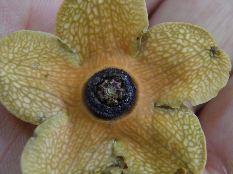 Bruceholstia sidifolia, photographed by Leonardo O. Alvarado Cárdenas