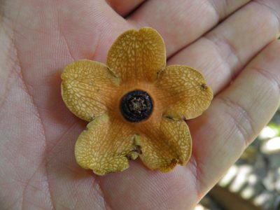 Bruceholstia sidifolia, photographed by Leonardo O. Alvarado Cárdenas