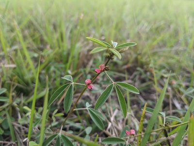 Indigofera trifoliata, photographed by Cheng-Te Hsu