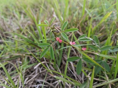 Indigofera trifoliata, photographed by Cheng-Te Hsu