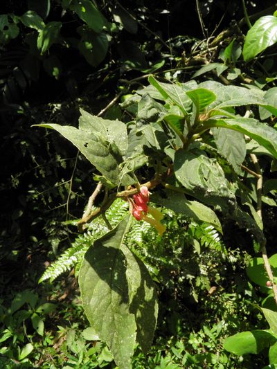Drymonia strigosa, photographed by Leonardo O. Alvarado Cárdenas