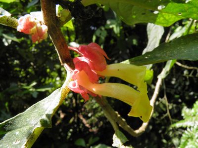 Drymonia strigosa, photographed by Leonardo O. Alvarado Cárdenas