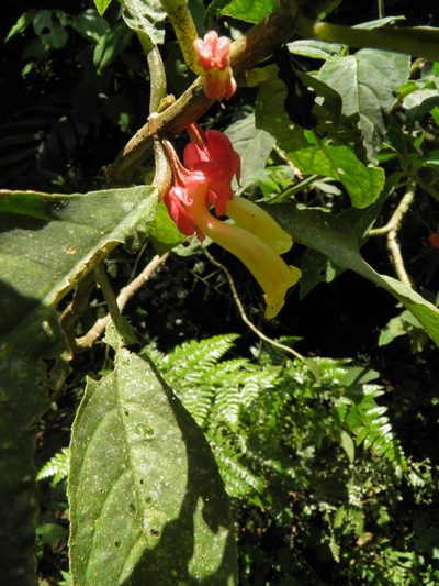 Drymonia strigosa, photographed by Leonardo O. Alvarado Cárdenas