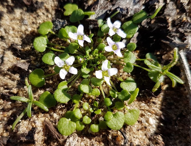 Ionopsidium acaule, photographed by anasacuta
