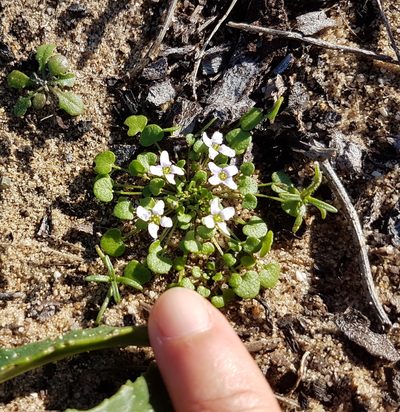 Ionopsidium acaule, photographed by anasacuta