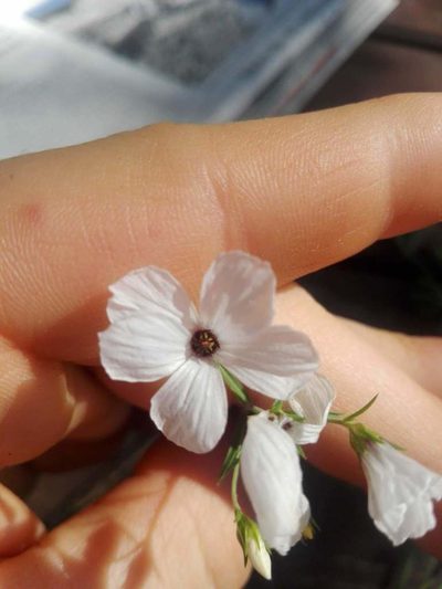 Linum suffruticosum, photographed by Gabriel Mayrhofer