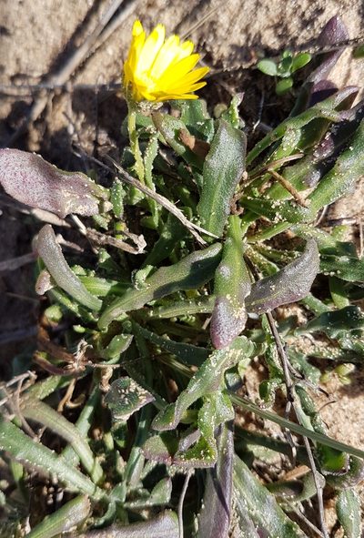 Calendula suffruticosa, photographed by anasacuta
