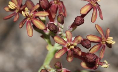 Codonorhiza micrantha, photographed by Brian du Preez