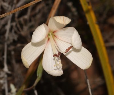Geissorhiza schinzii, photographed by Brian du Preez