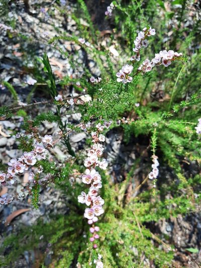 Babingtonia camphorosmae, photographed by T. Hammer