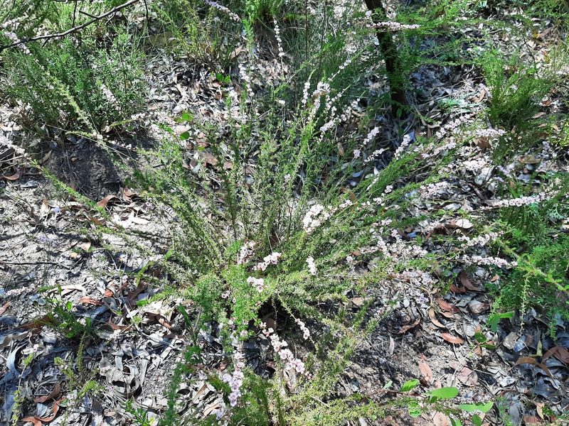 Babingtonia camphorosmae, photographed by T. Hammer