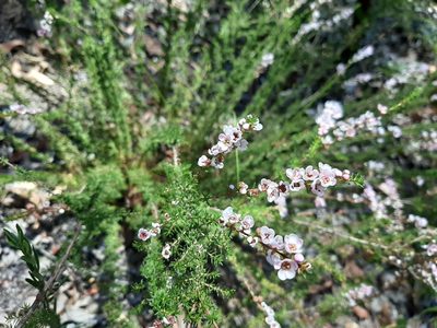 Babingtonia camphorosmae, photographed by T. Hammer