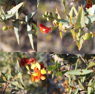 Gastrolobium spinosum, photographed by Margaret Langley