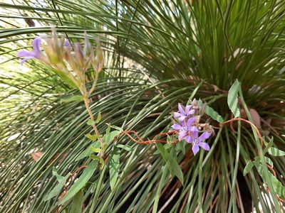 Billardiera variifolia, photographed by T. Hammer