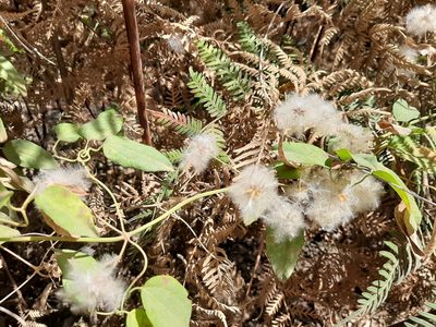 Clematis pubescens, photographed by T. Hammer